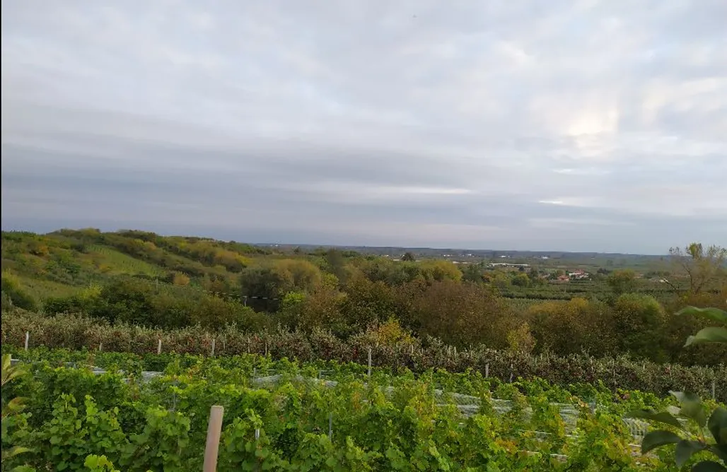 Miejsce kamperowe - Winnica na Rozdrożu AlohaCamp