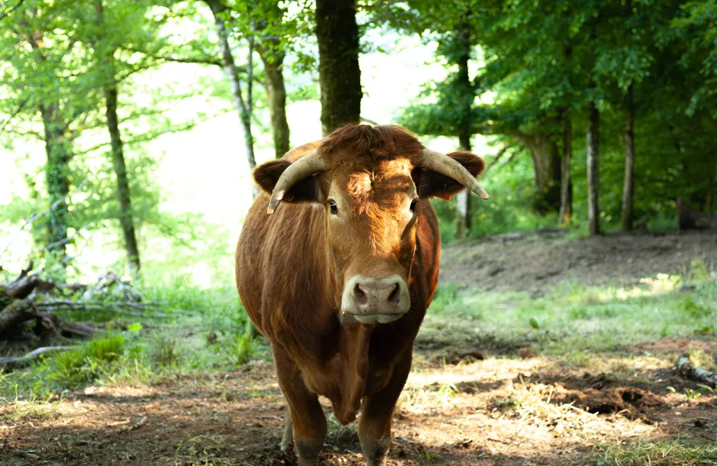 noclegi AlohaCamp Pépiite Périgord Vert - Lodge Cosy Nature & Spa 1