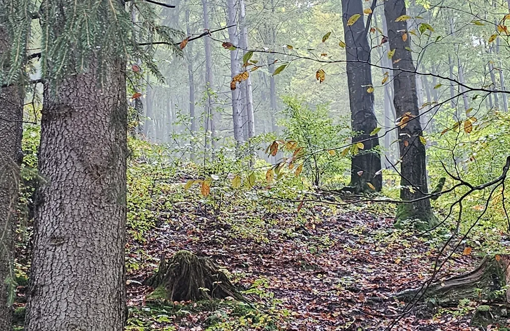 AlohaCamp Widokownia Brenna 1