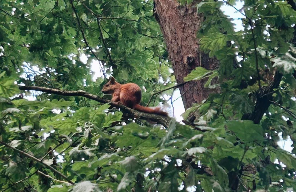 alojamientos AlohaCamp Dziupla Gąsiorowo 1