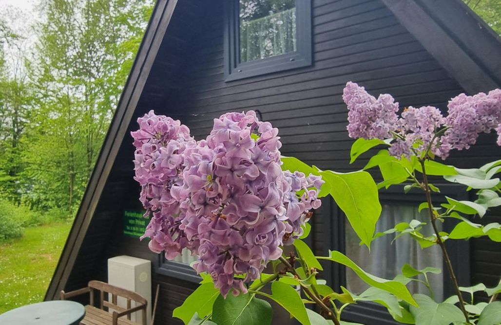 Ferienhaus Harz Ferienhaus Marie 125 1