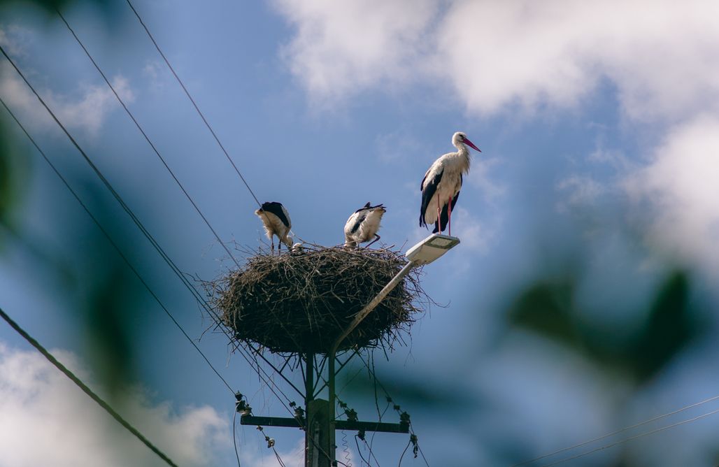 AlohaCamp Apartament Zielony 1