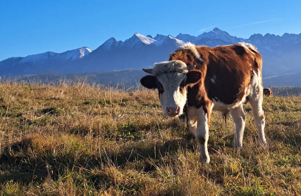 Alloggi AlohaCamp Willa Rzepiska 955 n.p.m.  1