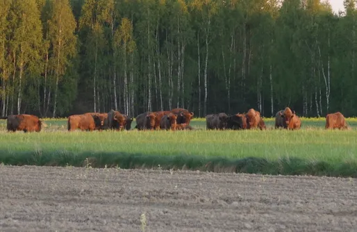 Zdjęcie obiektu W Zielonym Spichlerzu