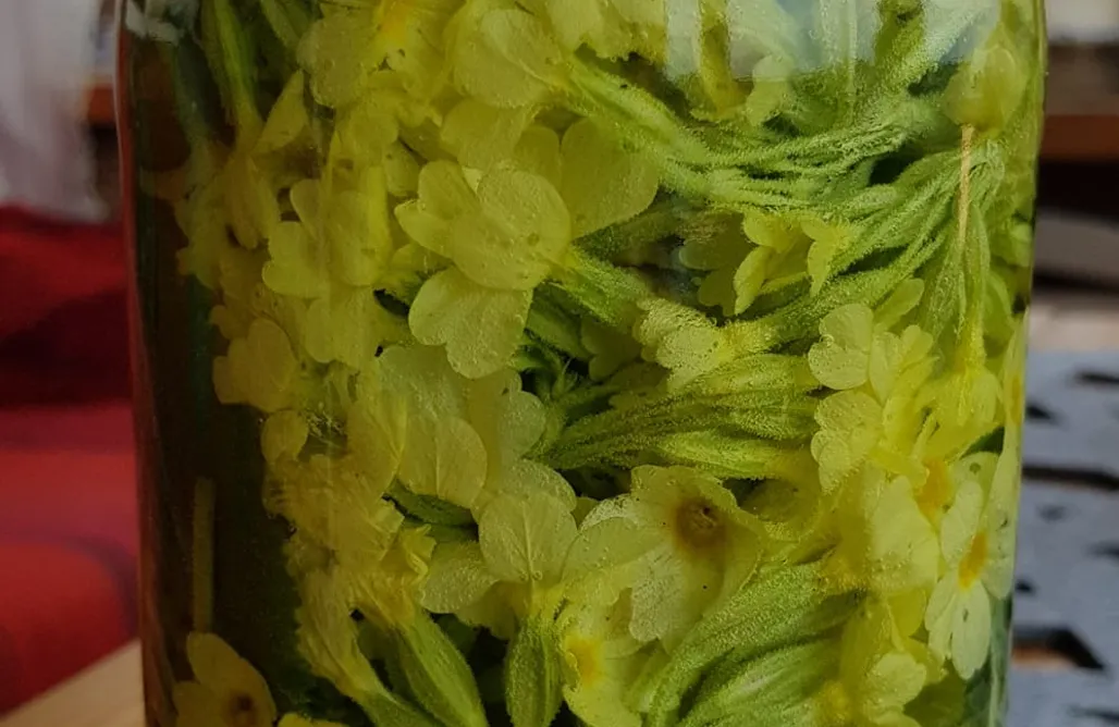 Unterkunft AlohaCamp Utopia - dom przy winnicy 1