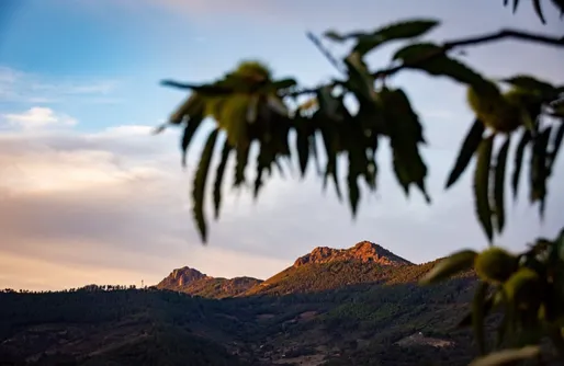 Casa Rural Sierra de Huelva Cabaña Violeta 1