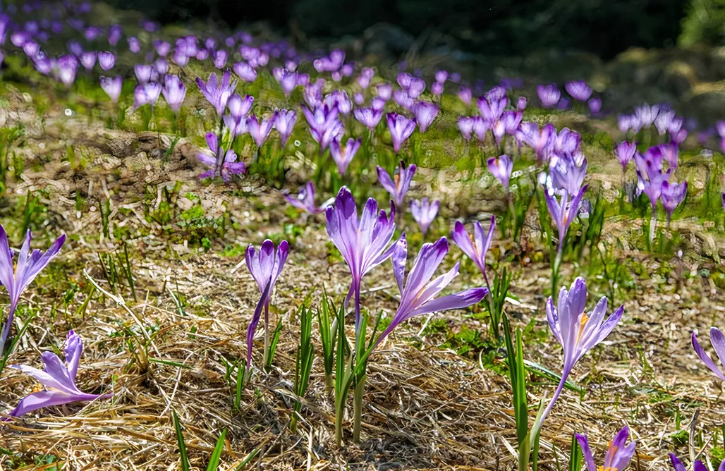 AlohaCamp Apartament w Osadzie Podhalańskiej 1