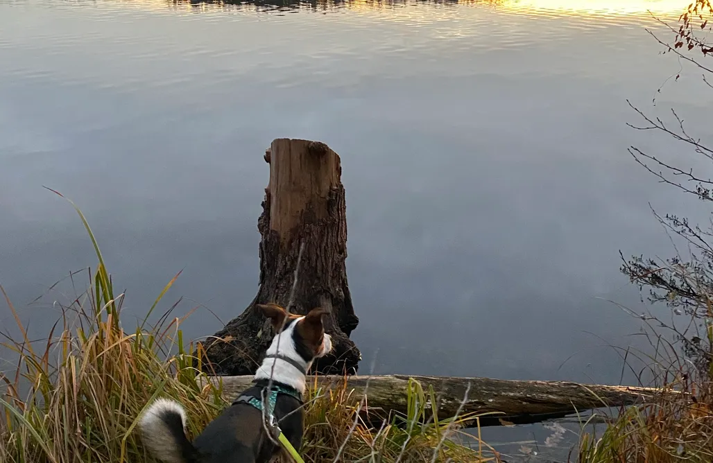 Domki Dla Wędkarzy Z Własną Linią Brzegową Zielony Domek 1