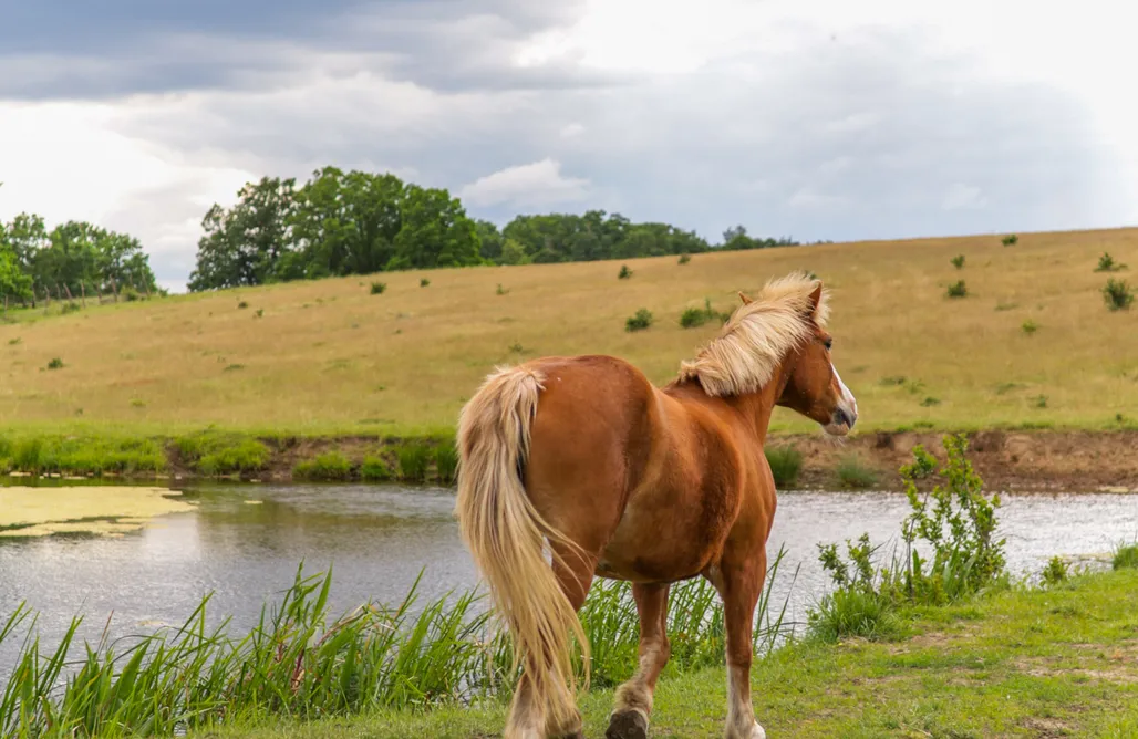 AlohaCamp accommodaties Krovacja - całoroczne domki pełne relaksu 1