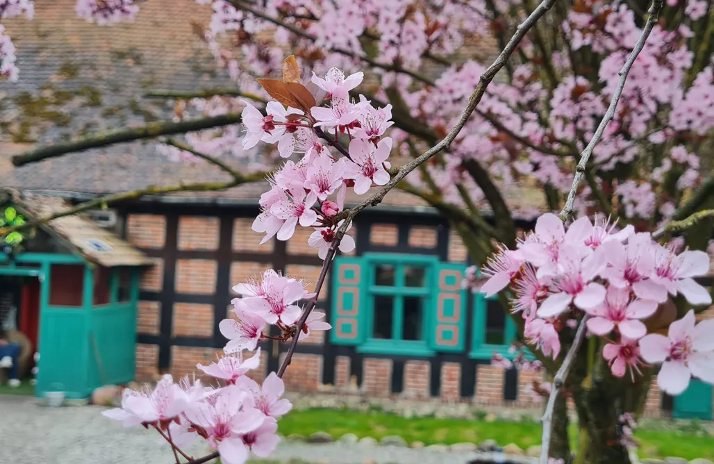 noclegi AlohaCamp Wygwizdowo  5