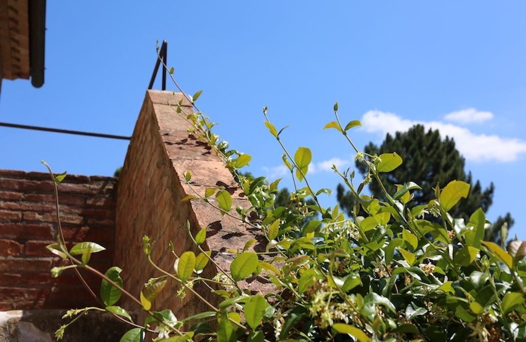 AlohaCamp Gallo Nero 1