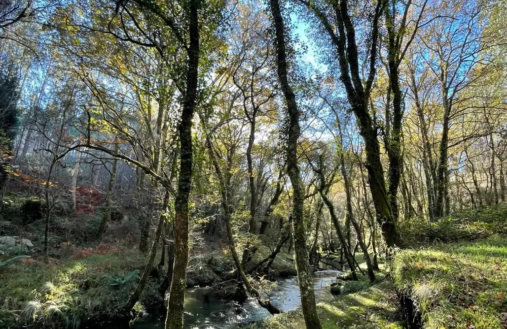 alojamientos AlohaCamp O Freixo 1