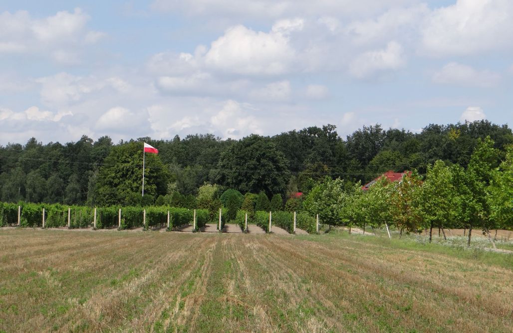 Miejsce kamperowe - Winnica Sienkiewicz AlohaCamp