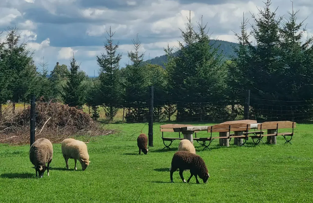 noclegi AlohaCamp Miejsce kamperowe - Camper Park Radków 1