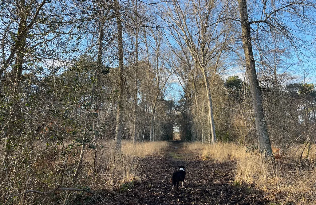 alojamientos AlohaCamp Domaine forestier Darricau au bord du lac, 12 min de l'océan 1