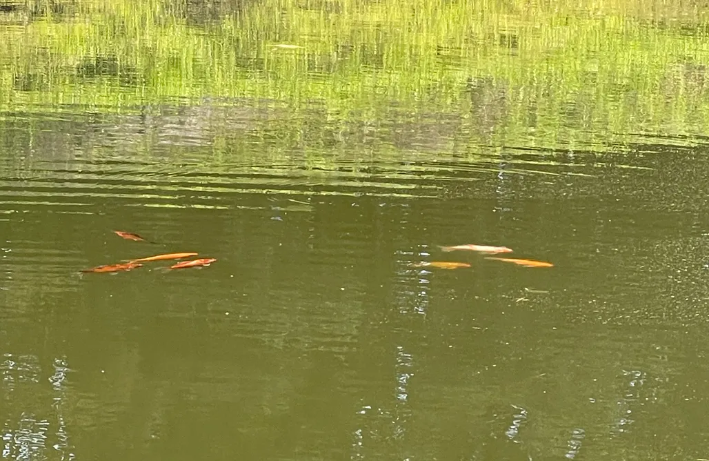 noclegi AlohaCamp Tiny Silent House River 1