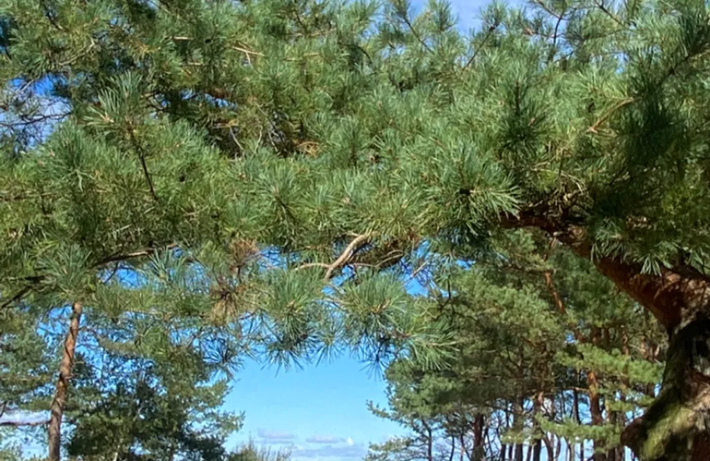 Alloggi AlohaCamp Stylowe Domki MiŁoTu - Slow Stay Łeba 1