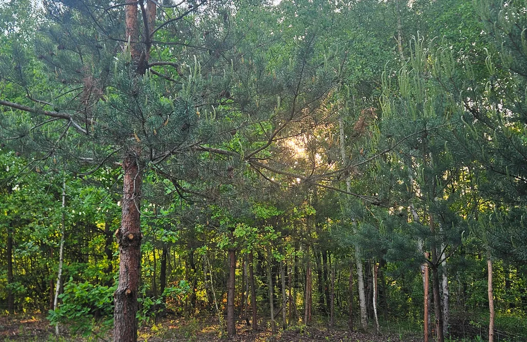 Pole Namiotowe Zakopane Miejsce kamperowe i namiotowe - Hopsolandia 3