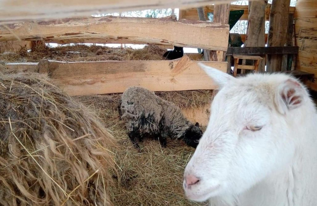 AlohaCamp Dom jednorodzinny z jedną sypialnią 1