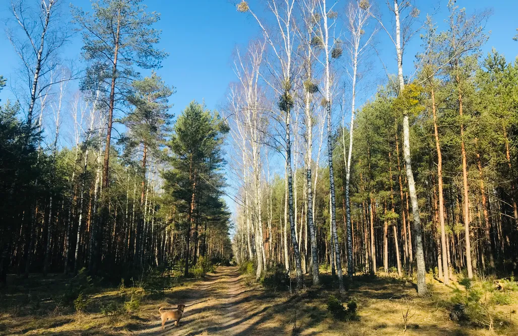 noclegi AlohaCamp Domek Walentinki 1