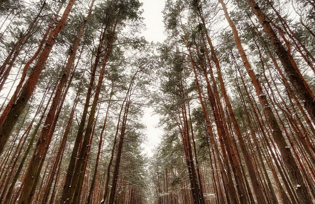AlohaCamp Szumiąca Sosna 1