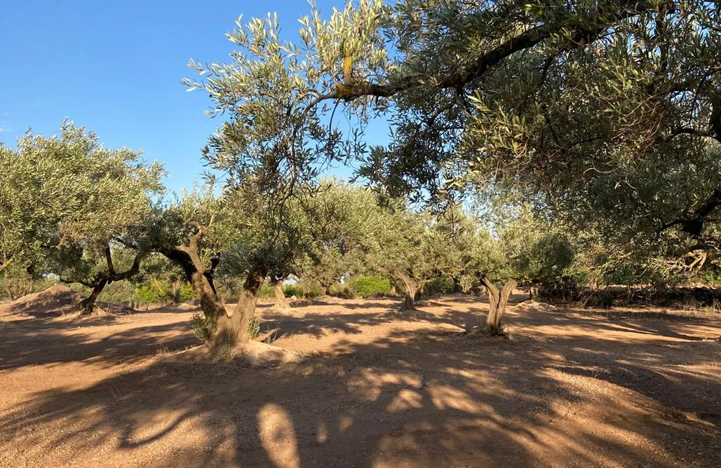 AlohaCamp Finca Por La Ventana 1