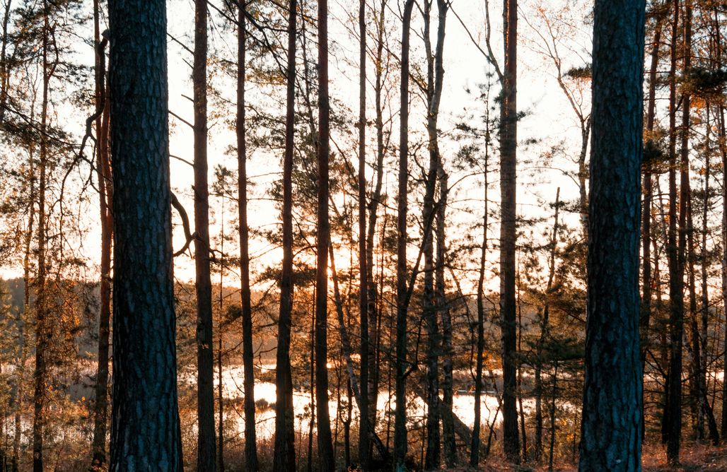 AlohaCamp Siedlisko na Ługach 1