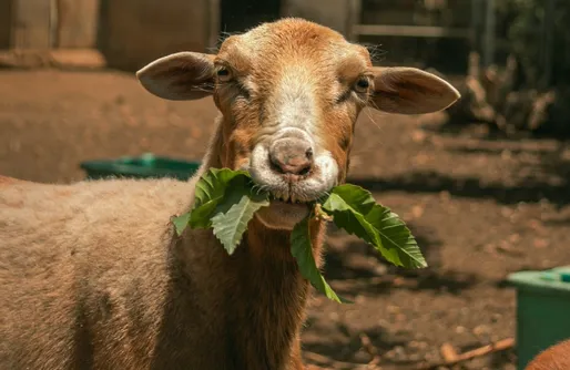 Imagen de Finca Ecológica Ferrera. Alojamiento Rural. 