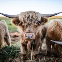 Maria gospodarz Krovacja - całoroczne domki pełne relaksu