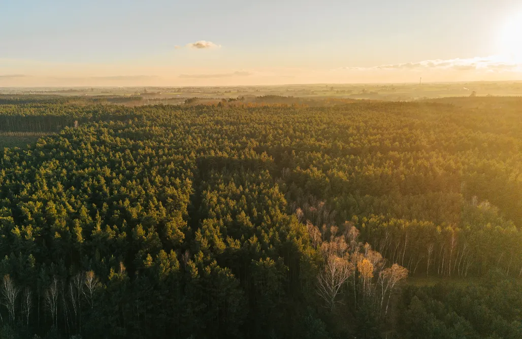 alojamientos AlohaCamp GreenWood Dom z jakuzzi i furtką do lasu 5