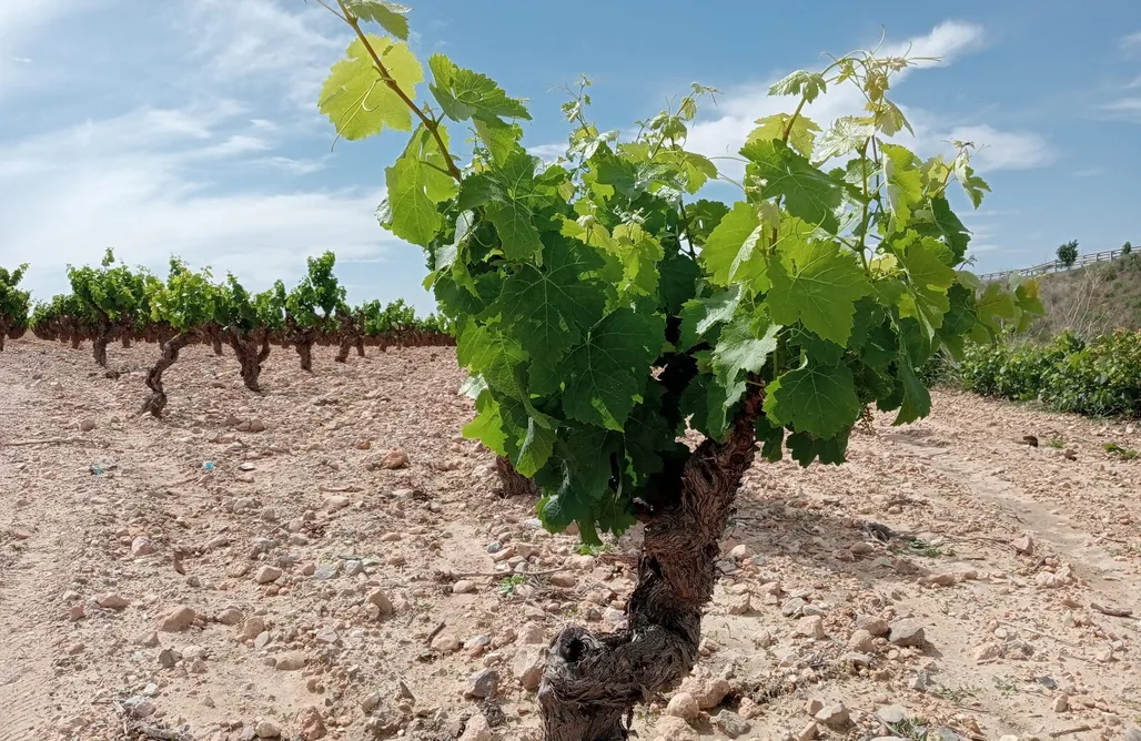 alojamientos AlohaCamp Casa Buganvilla 1