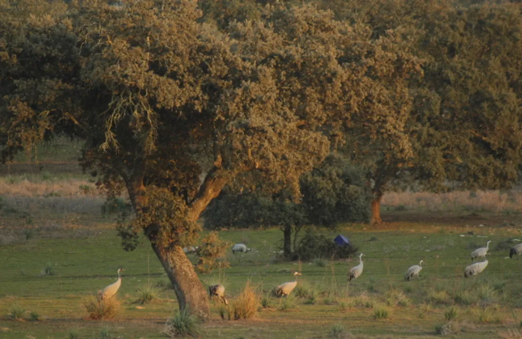 alojamientos AlohaCamp RAÍCES NÓMADAS - Casa Florida, Yurta, Tipi, Casa de Pastores 5