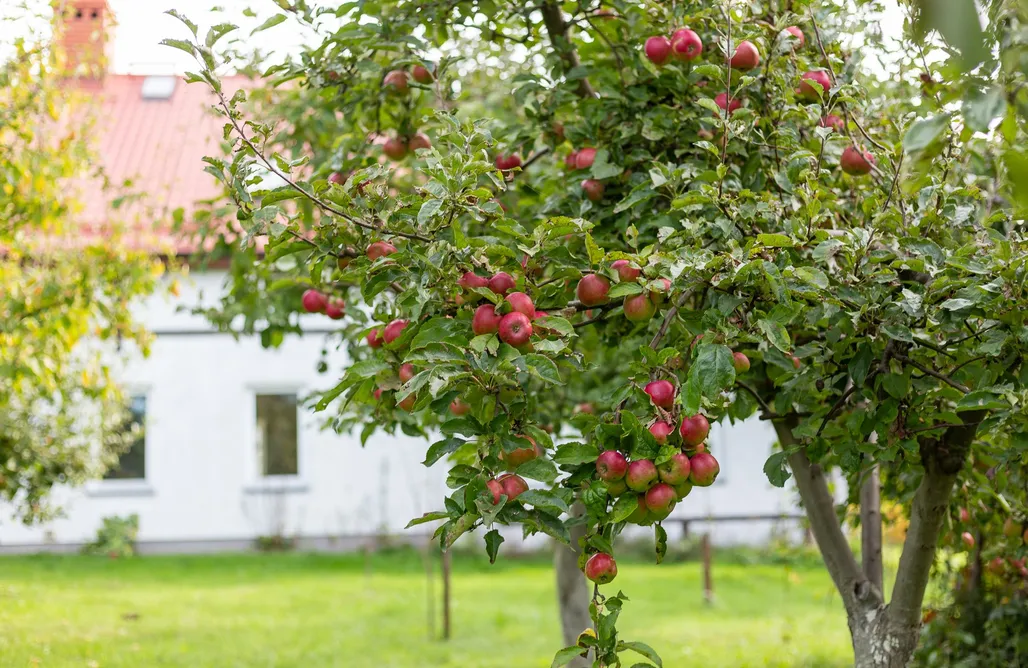 noclegi AlohaCamp Dylewianka 5