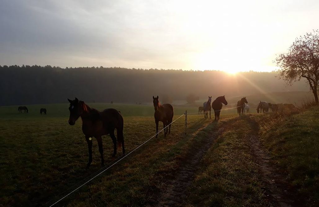 Pajtuński Młyn UNIQUE Camping Site Purda 🚐
