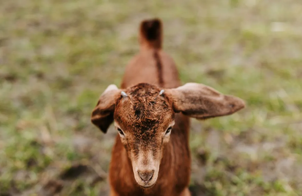 AlohaCamp Classic Double 1