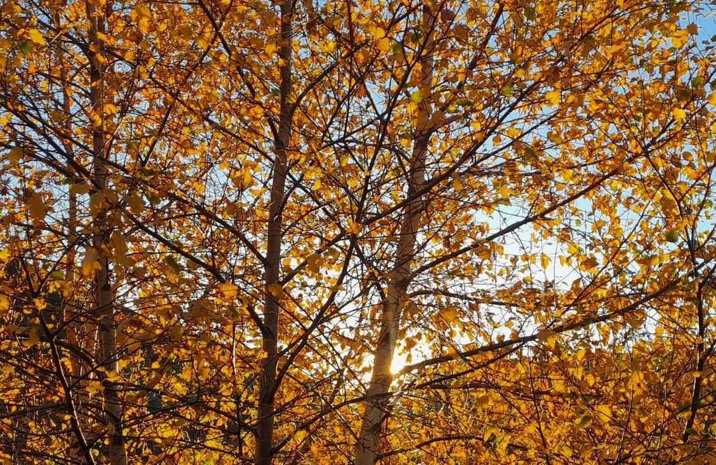 noclegi AlohaCamp Cabañas Patagónicas 1
