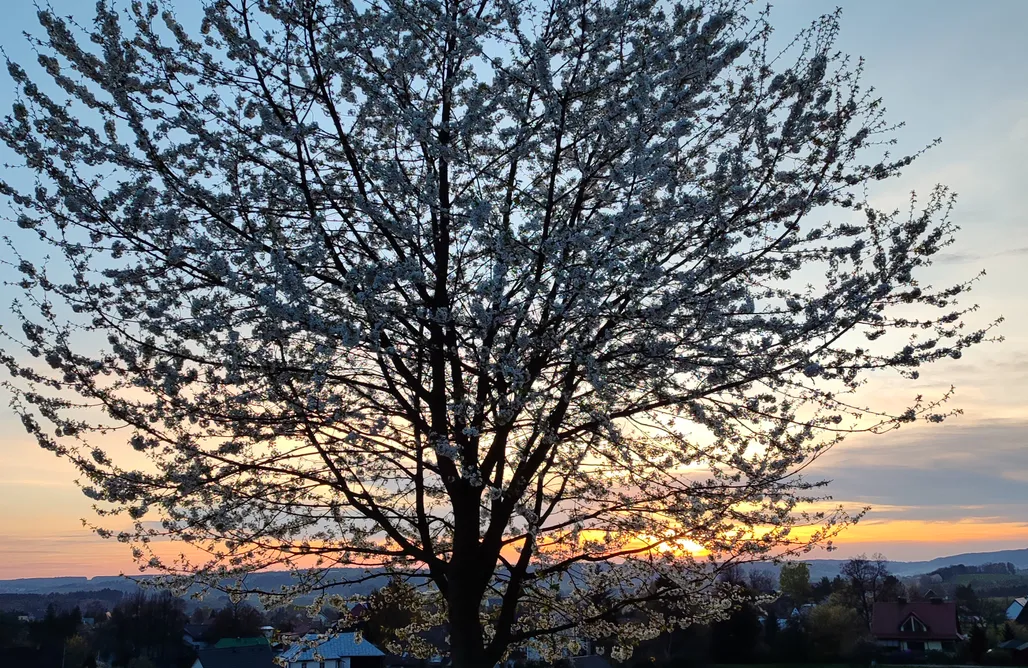 AlohaCamp Leśna Ścieżka 1