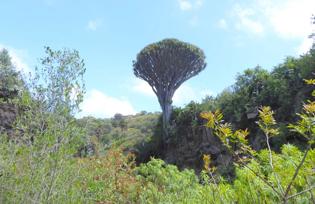 alojamientos AlohaCamp Finca Madroñal 1