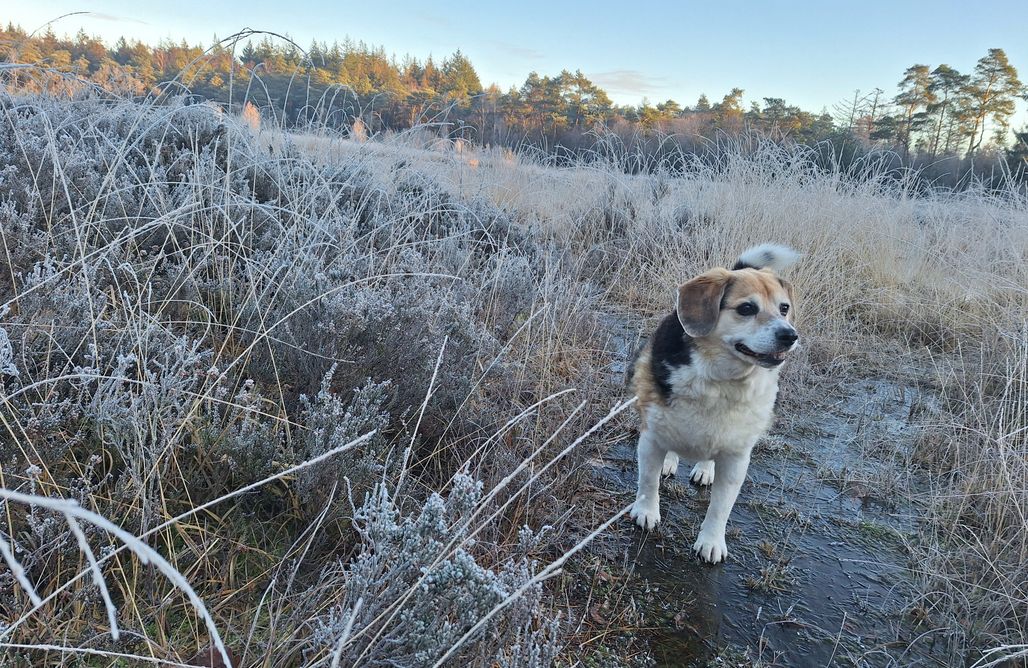 Unterkunft AlohaCamp Hermelijn 2 1