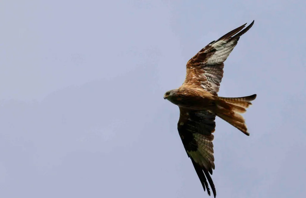 AlohaCamp Autarker Schäferwagen mit Kamin ganzjährig nutzbar 1