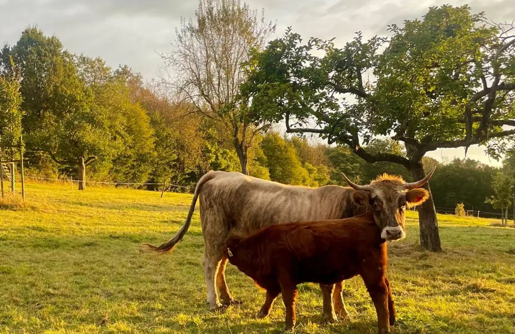Urlaub mit Kindern Chalet im Grünen 1