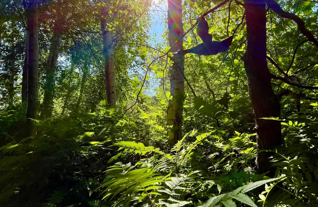 alojamientos AlohaCamp Back To The Roots - Oase Lüttmoor 4