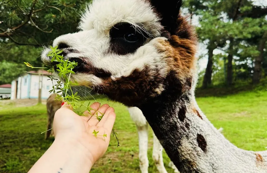 AlohaCamp accommodation Siedlisko Sapunki 5