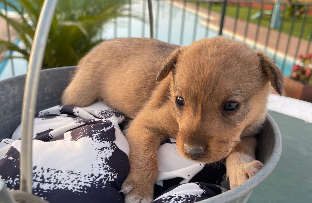 AlohaCamp Cortijada Completa 1