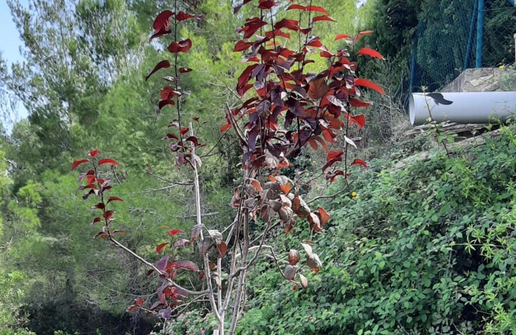 Alojamiento en Aielo de Malferit Gaudir La Mar  1