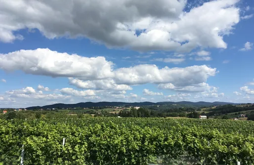 Zdjęcie obiektu Winnica Sztukówka