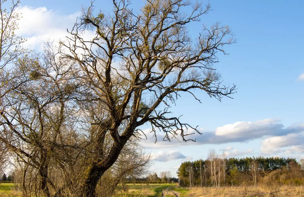 alojamientos AlohaCamp Tatanka Dom w Puszczy & SPA na Polanie 1