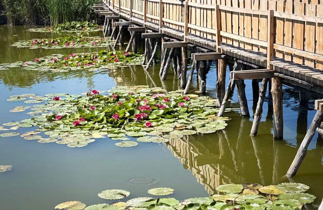 AlohaCamp Namiot glamping - 3 osobowy 1