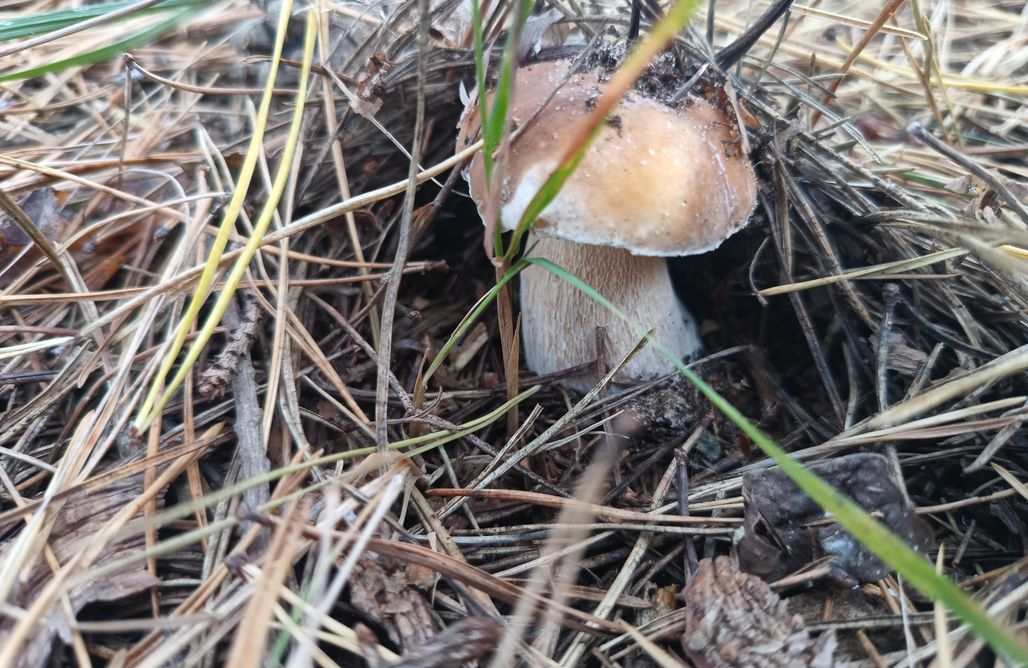 noclegi AlohaCamp  WoodCamping-Otulony Puszczą Kampinoską 1