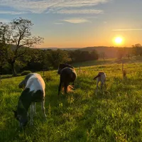 Mathieu hote Yourte au coeur des chevaux